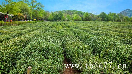 泡白茶用什么泥的紫砂壶好