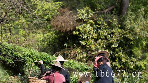 福建太姥山的茶为什么好