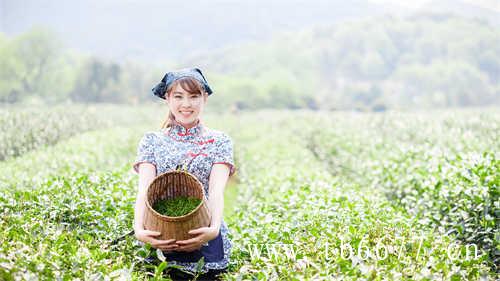 都说福鼎白茶好透过数据看品质