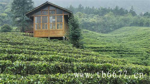 福建福鼎白茶原料来自太姥山脉