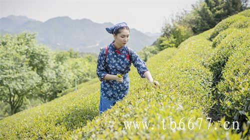 乌龙茶的功效与作用有哪些