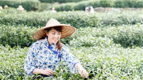 台湾乌龙茶初识指南