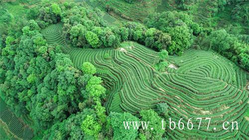 夏天喝什么水果乌龙茶好