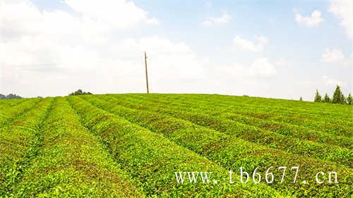 台湾冻顶茶乌龙茶