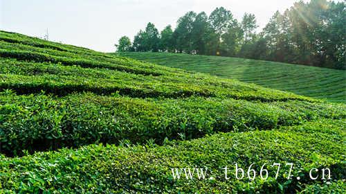 冻顶乌龙茶冻顶贵妃茶