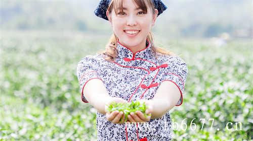 福鼎白茶寿眉茶