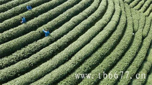 清香型乌龙茶有哪些特点