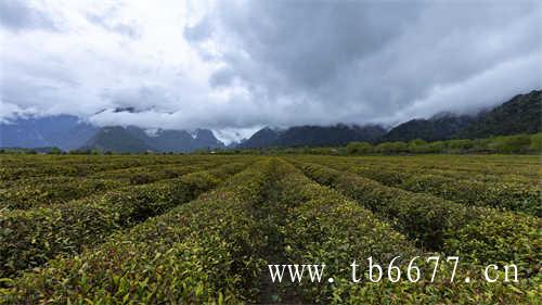 台湾贵妃乌龙茶