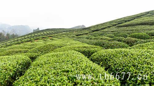 福鼎太姥山大红袍茶