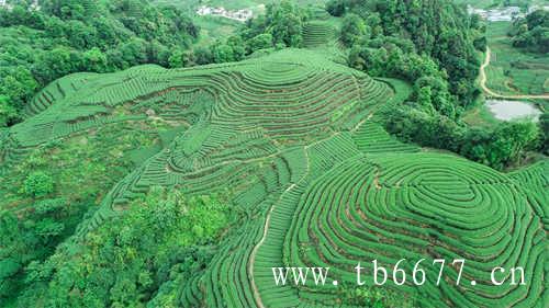 福鼎唯一国营茶厂湖林壹号