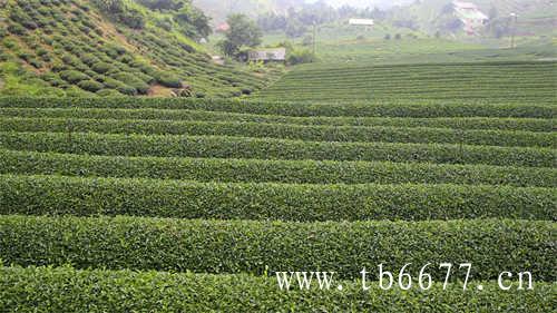 普洱茶和乌龙茶的区别在哪里