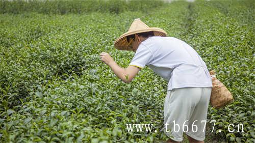 福鼎白茶的种类及器皿