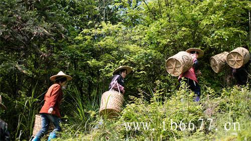 普洱茶与福鼎白茶味道