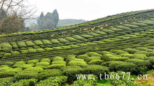 特级老白茶寿眉茶饼价格