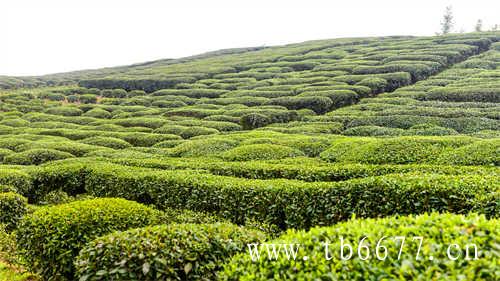 怡臻原研学栏目茶区研学