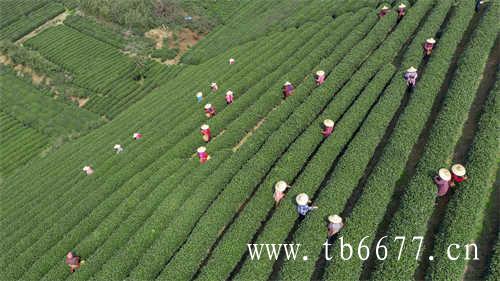 三得利乌龙茶小黑瓶