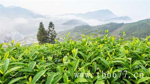 太姥山白茶的茶叶怎么样