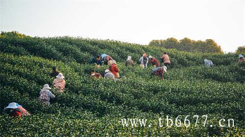 怎样简约地赏一杯乌龙茶