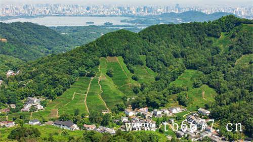 福建福鼎寿眉白茶