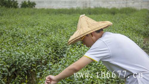 福建茶业有限公司白毫银针