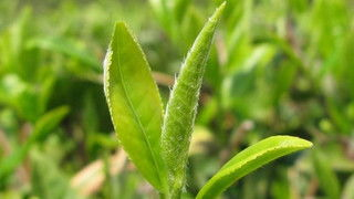 老白茶煮茶还是泡茶好