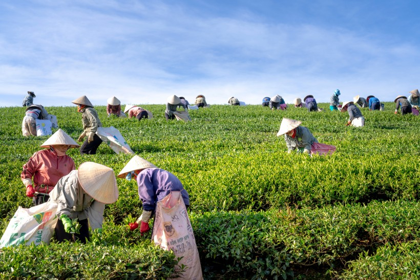 福建福鼎白茶哪个产区的茶叶最好