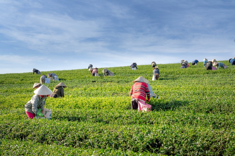 福鼎白茶喝的时候用不用过一遍