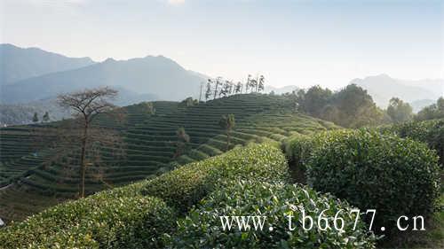 台湾乌龙茶哪个牌子的好