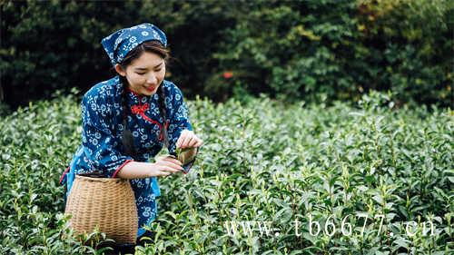 高山云雾产好茶太姥山白茶