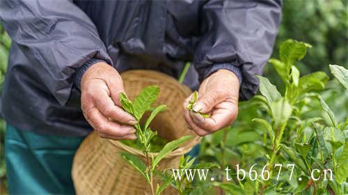 白茶的散茶好还是饼茶好