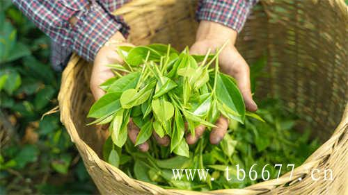 黑茶红茶黑茶黑茶的区别