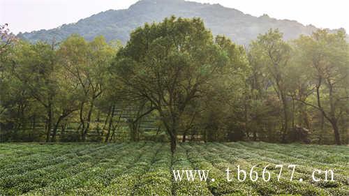 白牡丹茶饼放几年好喝