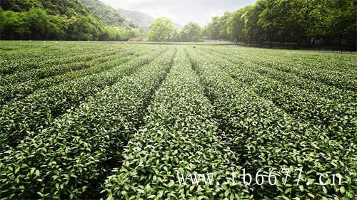 福茶耀山海