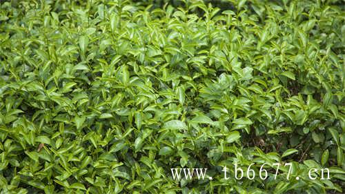 1月爱用物里曾经登场过的茶饮