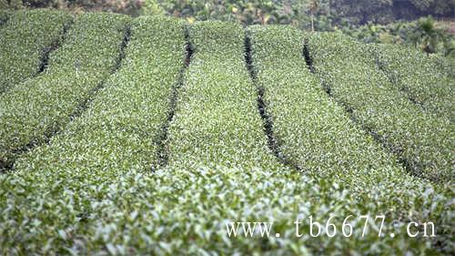 1月爱用物里曾经登场过的茶饮