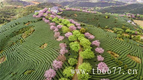 白牡丹茶多少钱一斤_品质