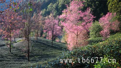 金银花白茶降火茶