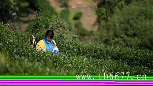 普洱茶好还是乌龙茶好