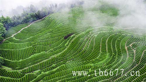 浓烈的乌龙茶在乌龙茶的世界里