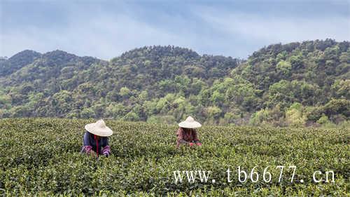 乌龙茶山茶