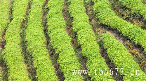 福建白茶的生产与出口