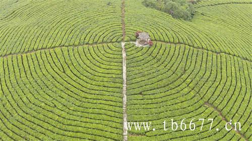 福建福鼎茶业有限公司白毫银针