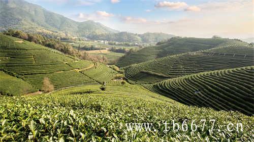 陈茶饼和新茶饼哪个好