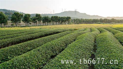 陈茶饼和新茶饼哪个好