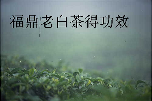 福鼎老白茶得功效