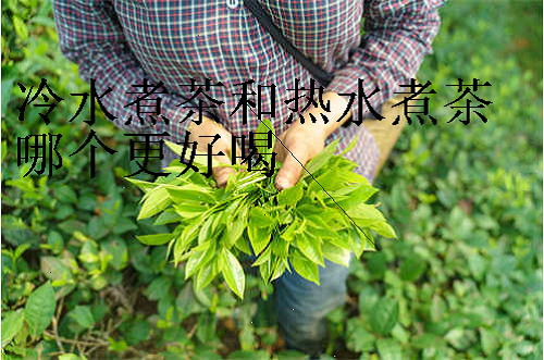 冷水煮茶和热水煮茶哪个更好喝