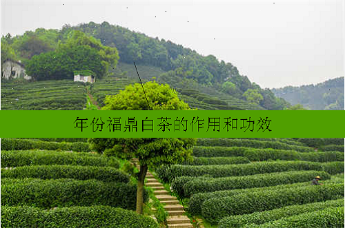 年份福鼎白茶的作用和功效