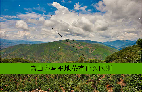 高山茶与平地茶有什么区别