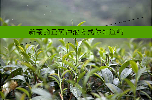 新茶的正确冲泡方式你知道吗