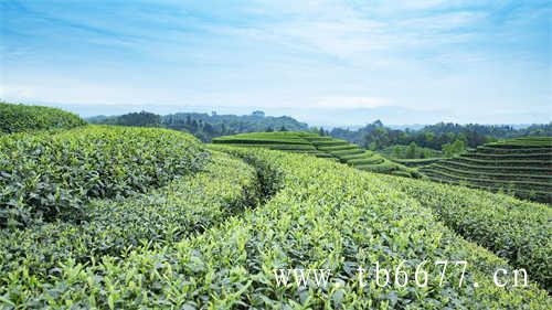 chali茶里蜜桃乌龙茶直到今年